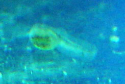 www.israquarium.co.il